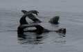 Northern Fur Seals